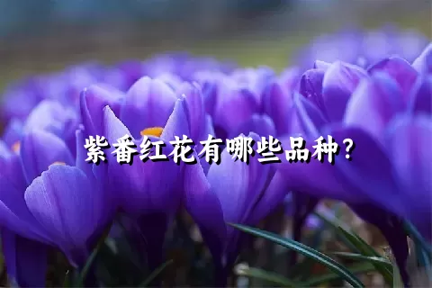 紫番红花有哪些品种？