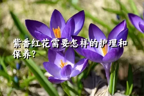 紫番红花需要怎样的护理和保养？