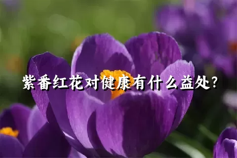 紫番红花对健康有什么益处？