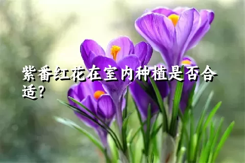 紫番红花在室内种植是否合适？