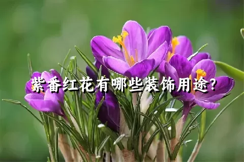 紫番红花有哪些装饰用途？