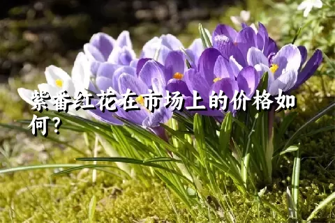 紫番红花在市场上的价格如何？