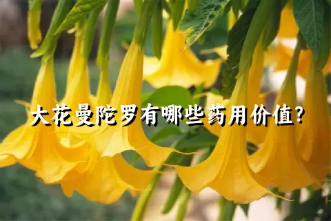 大花曼陀罗有哪些药用价值？