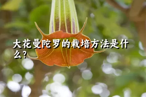 大花曼陀罗的栽培方法是什么？