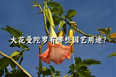 大花曼陀罗有哪些园艺用途？