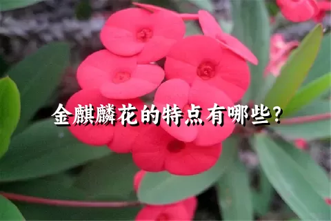 金麒麟花的特点有哪些？