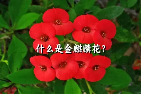 什么是金麒麟花？