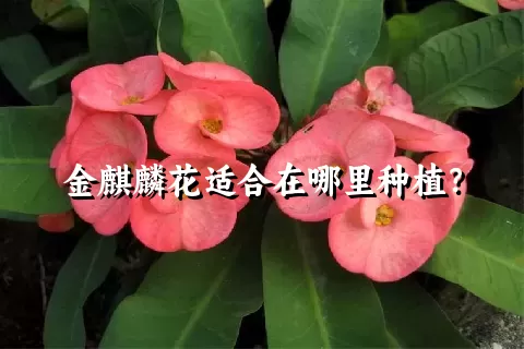 金麒麟花适合在哪里种植？