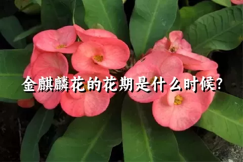 金麒麟花的花期是什么时候？