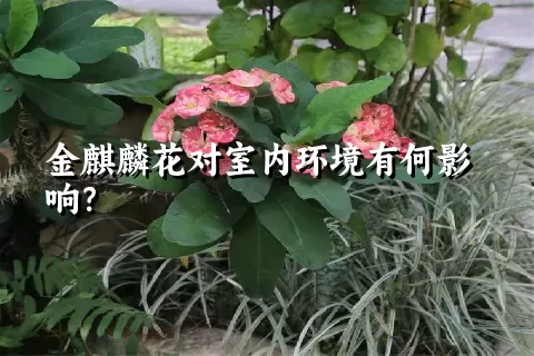 金麒麟花对室内环境有何影响？