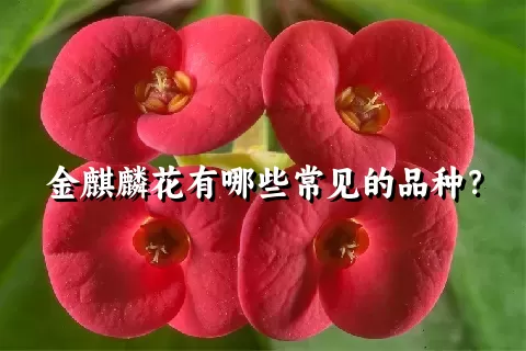 金麒麟花有哪些常见的品种？