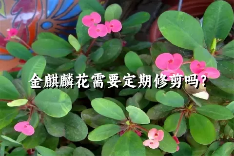 金麒麟花需要定期修剪吗？