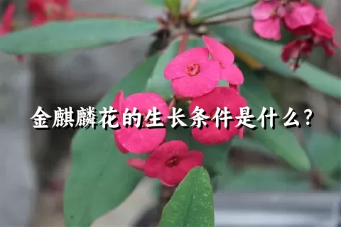金麒麟花的生长条件是什么？
