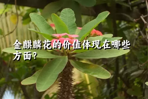 金麒麟花的价值体现在哪些方面？