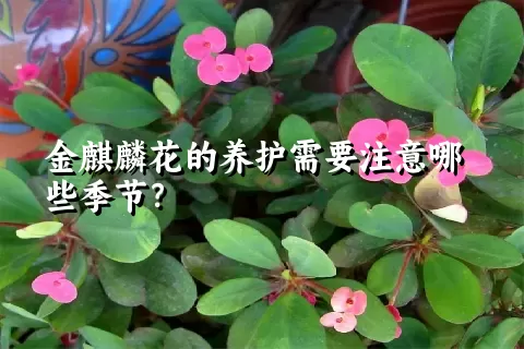 金麒麟花的养护需要注意哪些季节？