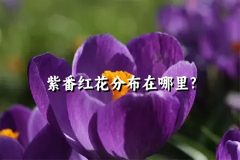 紫番红花分布在哪里?