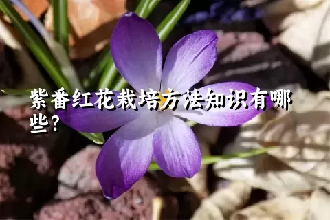 紫番红花栽培方法知识有哪些？