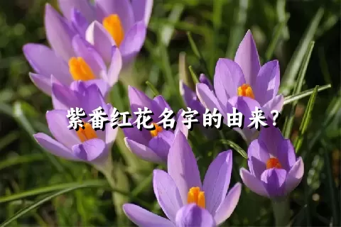 紫番红花名字的由来？