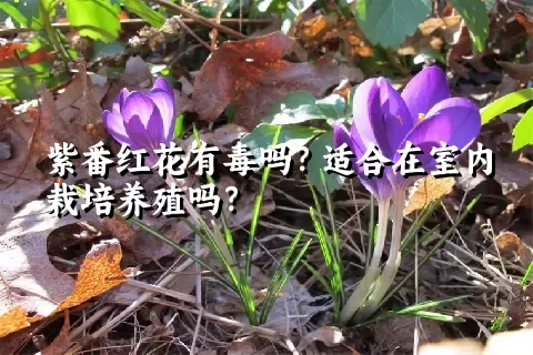 紫番红花有毒吗？适合在室内栽培养殖吗？