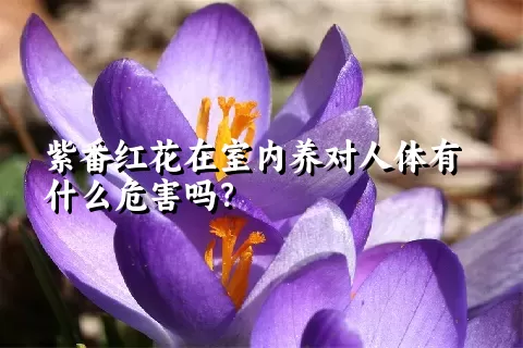 紫番红花在室内养对人体有什么危害吗？