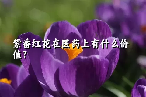 紫番红花在医药上有什么价值？