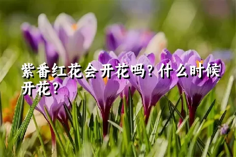 紫番红花会开花吗？什么时候开花？