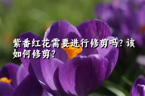紫番红花需要进行修剪吗？该如何修剪？