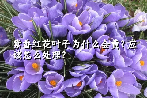 紫番红花叶子为什么会黄？应该怎么处理？
