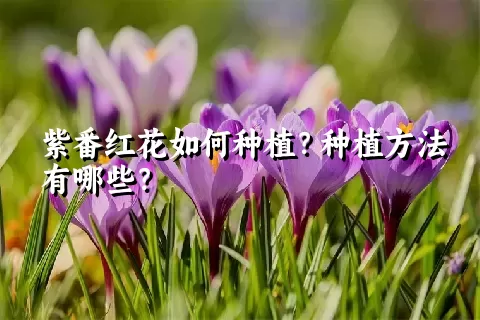紫番红花如何种植？种植方法有哪些？