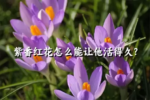 紫番红花怎么能让他活得久？