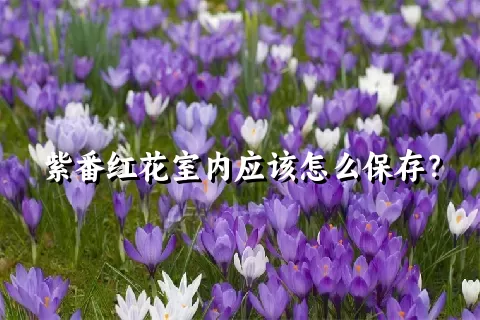 紫番红花室内应该怎么保存？