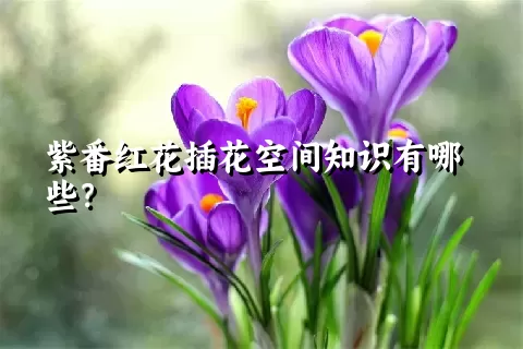 紫番红花插花空间知识有哪些？