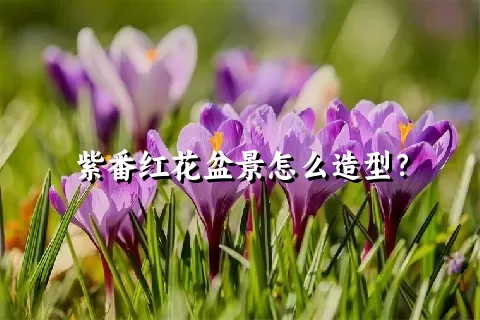 紫番红花盆景怎么造型？