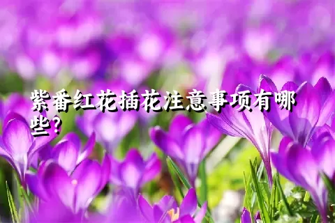 紫番红花插花注意事项有哪些？