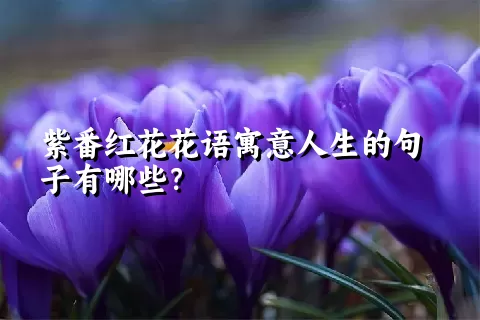 紫番红花花语寓意人生的句子有哪些？