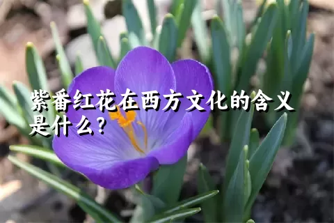 紫番红花在西方文化的含义是什么？