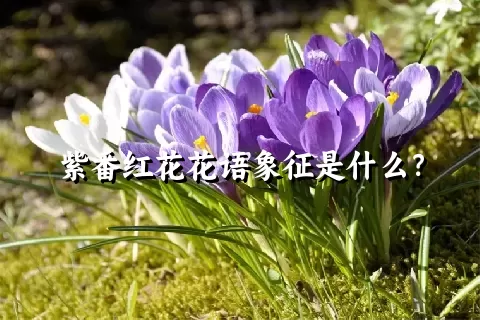 紫番红花花语象征是什么？