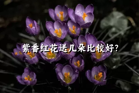 紫番红花送几朵比较好？