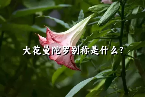 大花曼陀罗别称是什么？