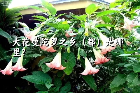 大花曼陀罗之乡（都）是哪里？