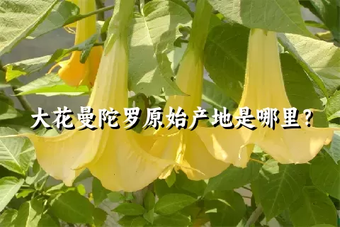 大花曼陀罗原始产地是哪里？