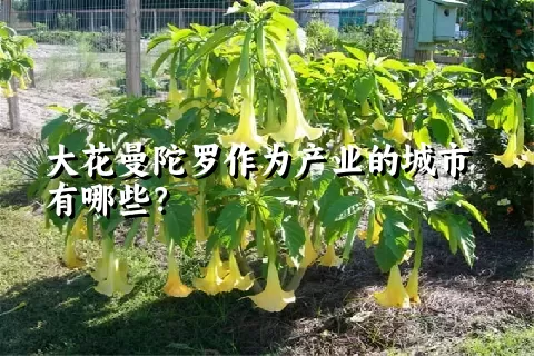 大花曼陀罗作为产业的城市有哪些？