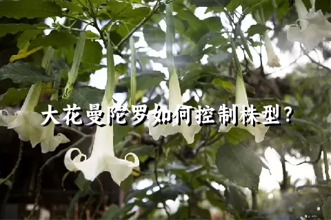 大花曼陀罗如何控制株型？
