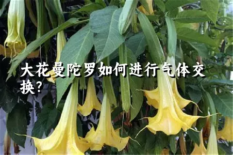 大花曼陀罗如何进行气体交换？