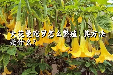 大花曼陀罗怎么繁殖，其方法是什么？