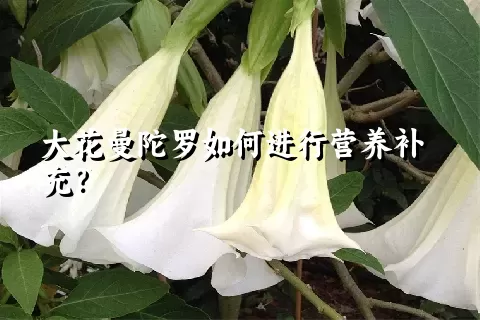 大花曼陀罗如何进行营养补充？