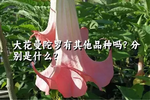 大花曼陀罗有其他品种吗？分别是什么？
