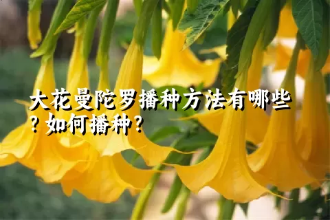大花曼陀罗播种方法有哪些？如何播种？