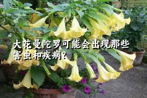 大花曼陀罗可能会出现那些害虫和疾病？