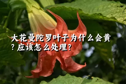 大花曼陀罗叶子为什么会黄？应该怎么处理？